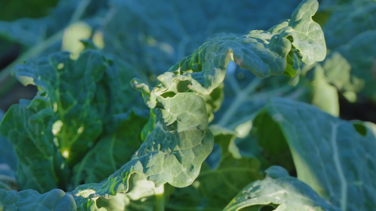 Green leafy vegetable in the garden