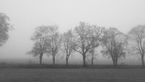 Black-and-white-view-of-the-line-of-trees