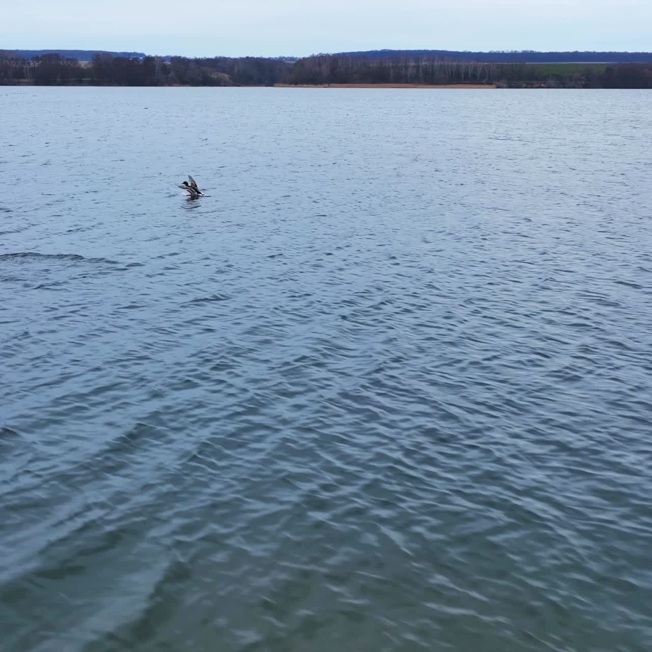Following few mallard ducks flying away. Drone footage over the grey river on autumn daytime. Forest at background