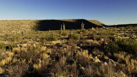 drone footage slowly creeping toward cacti