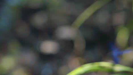 close up of a blue dragonfly perched on reed, ebony jewelwing flying away in slowmotion