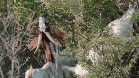 goats eating grass outdoors moving through bush vegetation, goats are member of the bovidae family of animals, natural environment during sunshine day, domesticated animals concept