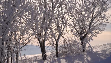 snow falling off beautiful trees silhouettes against sun in winter