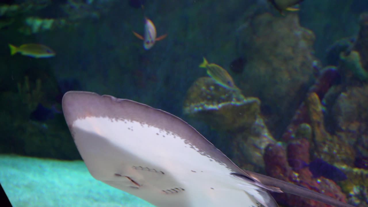 vista de cerca de una manta ray nadando en un gran acuario