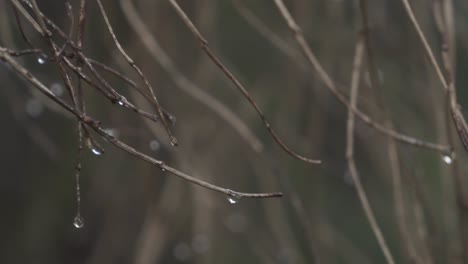 Äste-Ohne-Blätter-Mit-Kleinen-Hängenden-Regentropfen