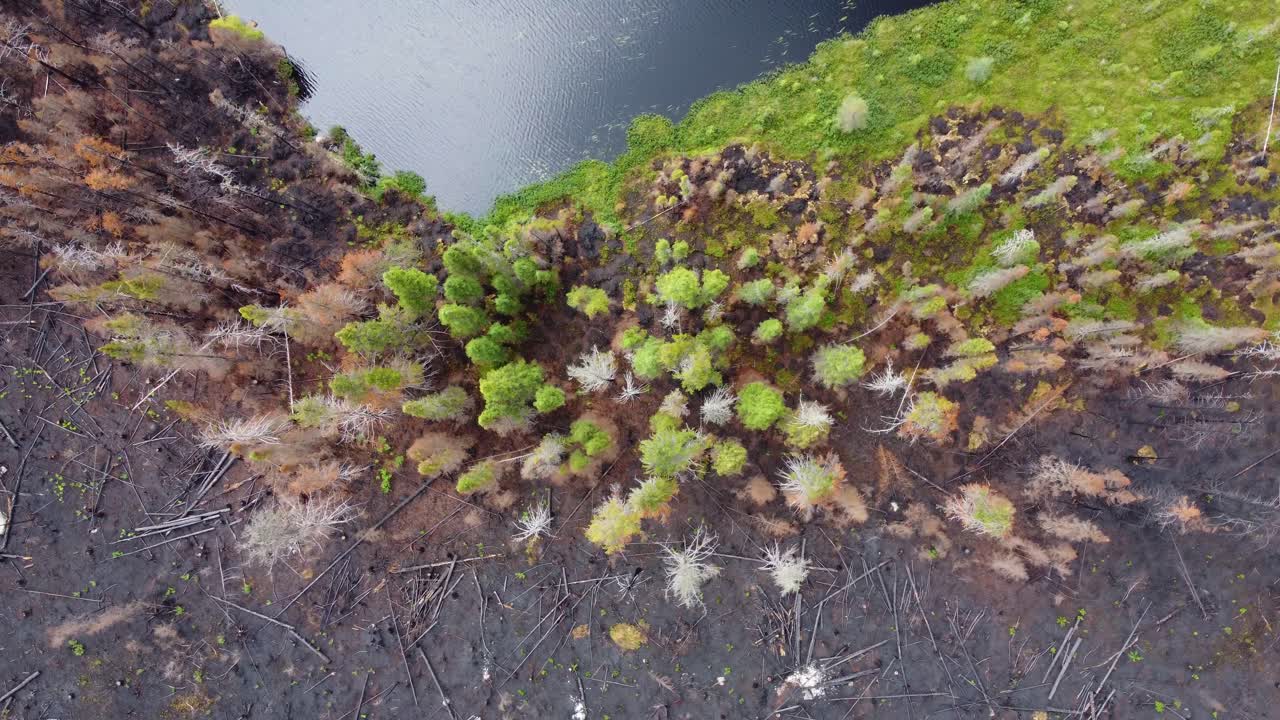 vista aérea giratoria de arriba hacia abajo de un bosque carbonizado, suelo arrasado, árbol delgado contra un cuerpo plano de agua, lebel-sur-quevillon, quebec, canadá