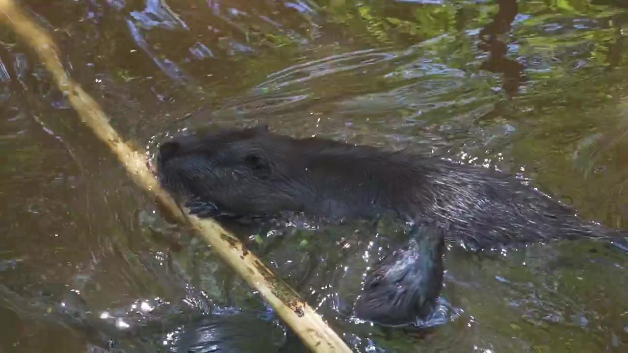 A beaver glides slowly through calm pond water, creating gentle ripples as sunlight reflects across its dark wet fur.