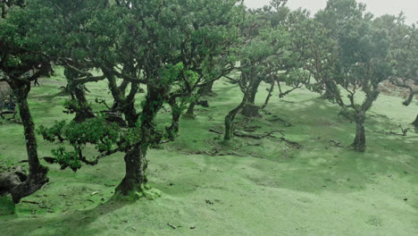 laurissilva forest, aerial view