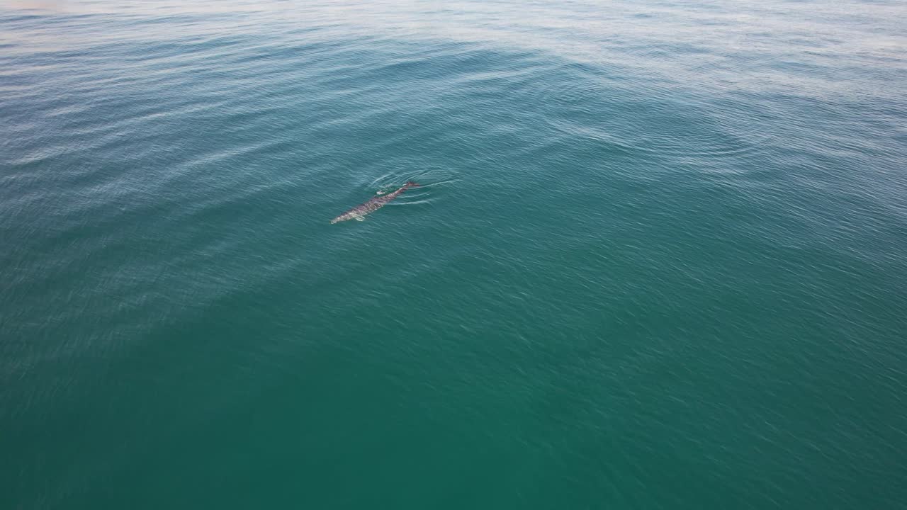 Dolphin swimming in the ocean near a coastal city