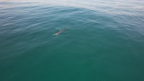 dolphin swimming in the ocean near a coastal city