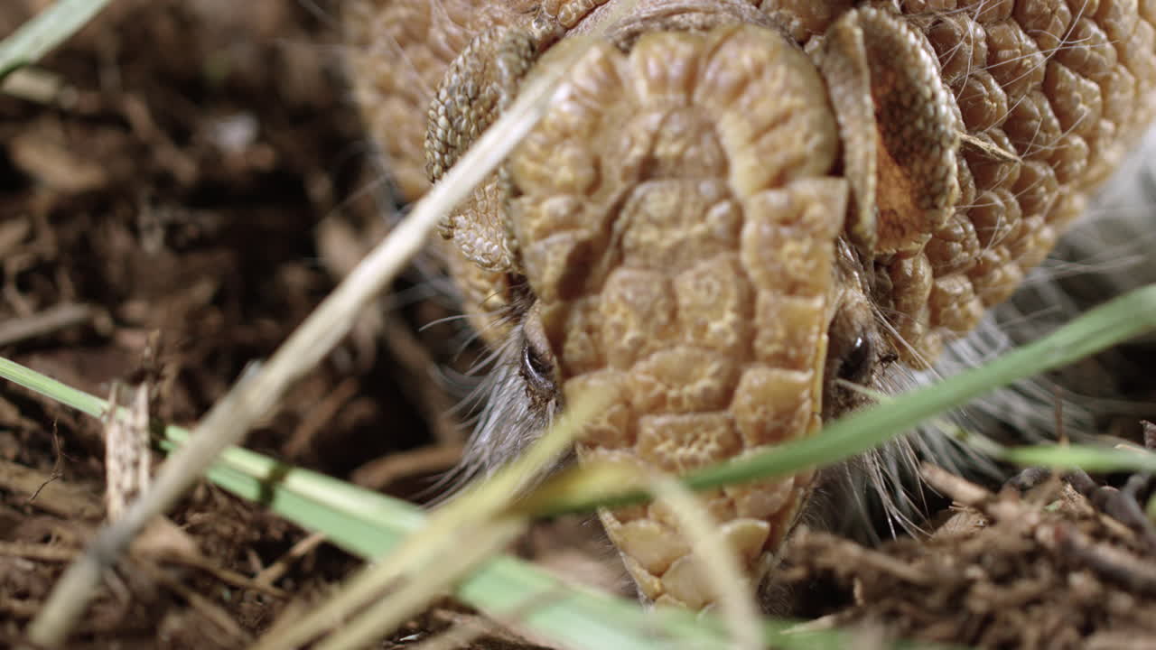 armadillo cavando en el suelo del bosque en busca de insectos - un primer plano extremo en la cara