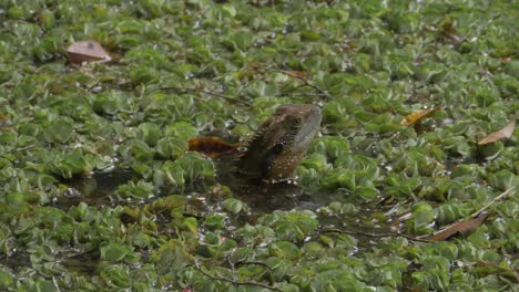 cabeza de dragón de agua australiano en un pantano con lechuga de agua
