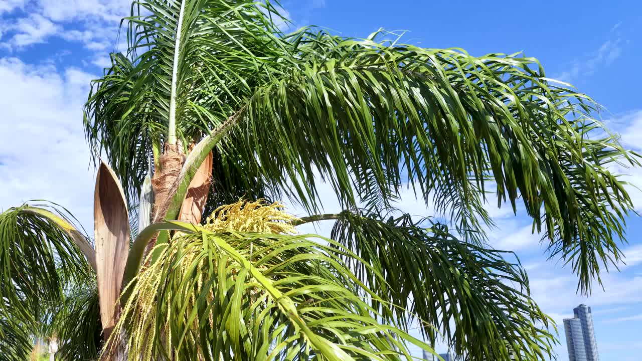 Fronde di palme tropicali mosse dal vento sotto la luce vibrante del sole, cielo blu e nuvole sparse