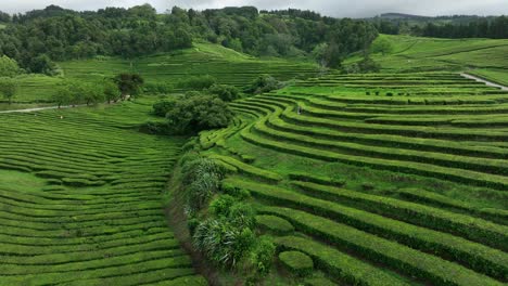 lush hillsides covered in rows of tea bushes, gorreana tea plantation