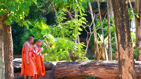 young monks stroll through lush greenery