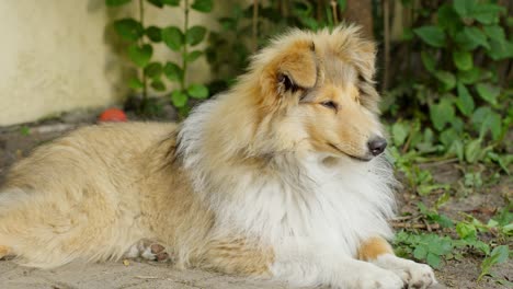 purebred rough collie lying down on playground with plants in the background, static closeup low angle