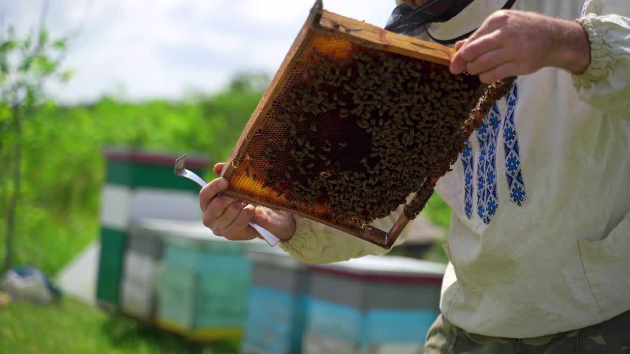 Frame full of bees in man's hands. Beekeeper is working with bees on the apiary. Beekeeper holds frame in hands and examines it closely.