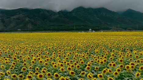 Hermoso-Y-Extenso-Campo-De-Girasoles-En-El-Centro-De-Maui,-Hawai