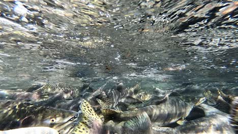 flock of salmon fish swimming in shallow water, close up underwater shot
