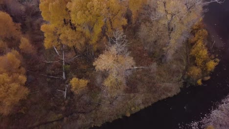 magnificent-golden-yellow-fall-colors-on-trees-next-to-a-babbling-brook-in-Heber-Utah-in-a-neighborhood---AERIAL-DOLLY-TILT