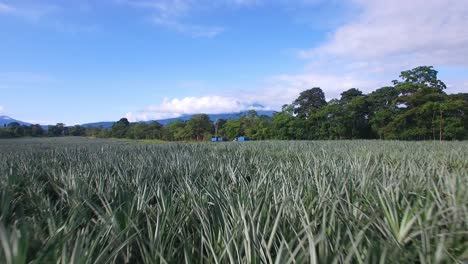 drone flying over pineapple plantation fields surrounded by beautiful and rural landscapes