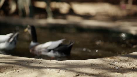 This-is-a-pair-of-mallard-ducks