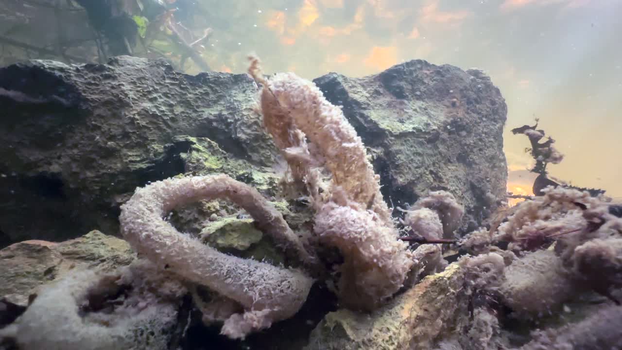 Rare underwater footage of Caddisfly (Trichoptera) larva’s silk filtration net attached to rocks moving in a shallow stream. Estonia