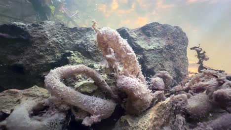 rare underwater footage of caddisfly (trichoptera) larva’s silk filtration net attached to rocks moving in a shallow stream. estonia
