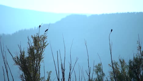 birds perching on tree and taking off in slow motion