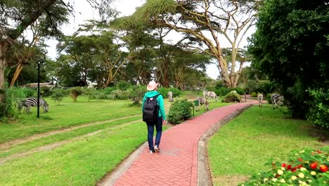 Man-walking-towards-grazing-zebras-in-resort,-Kenya