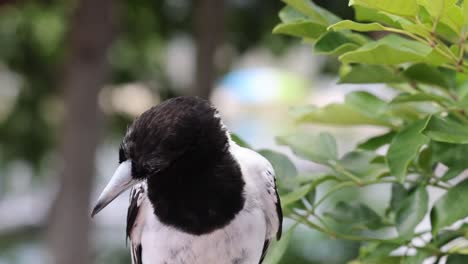 observing a magpie's movements among green foliage