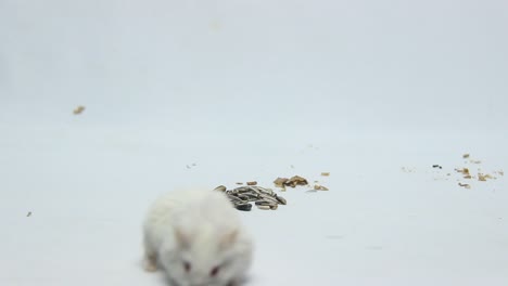 hámster peludo gris gordo aislado sobre fondo blanco
