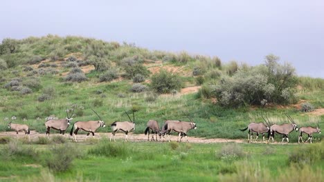 extreme wide shot showing a herd of oryx antelopes walking and feeding with a green sand dune and grey sky in the background, kgalagadi transfrontier park