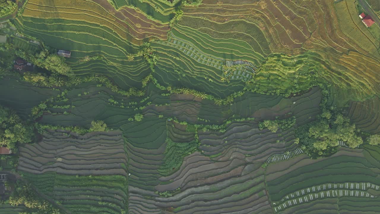 hermoso terreno de terrazas de campos de arroz en indonesia, vista aérea de arriba hacia abajo