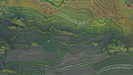 Hermoso-Terreno-De-Terrazas-De-Arrozales-En-Indonesia,-Vista-Aérea-De-Arriba-Hacia-Abajo