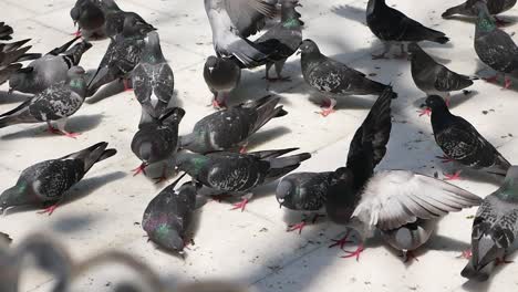 a large flock of pigeons on the ground