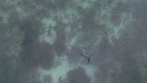 Toma-De-Drone-De-Una-Foca-Girando-En-El-Agua.