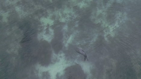 tomada de un dron de una foca girando a través del agua