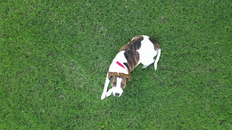 cachorro pitbull tirado en la hierba mirando al dron