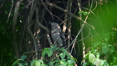 Looking-back-deep-into-the-foliage-and-to-its-left-during-a-windy-afternoon-in-the-forest,-Spot-bellied-Eagle-owl,-Bubo-nipalensis,-Juvenile,-Kaeng-Krachan-National-Park,-Thailand