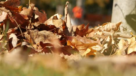 autumn leaves on the ground