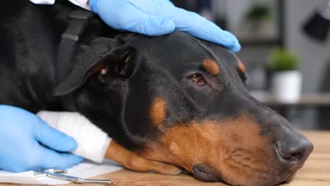 veterinarian examining a doberman