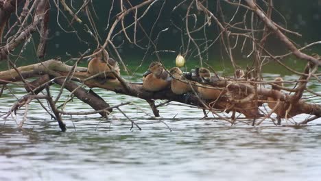 whistling duck chicks in pond