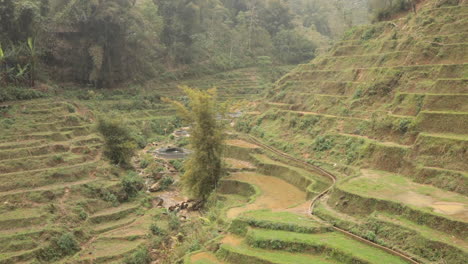 lush green terraced fields in sa pa, vietnam, create a picturesque rural landscape during early spring