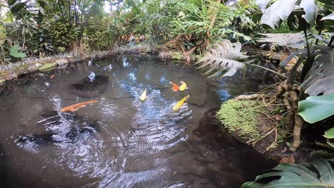 this is gopro 7 footage of the fish pond at the natural hot springs at tabacon in costa rica