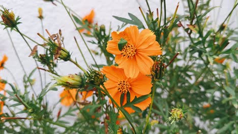 orange cosmos with green bug