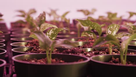 numerous pothos plants in pots under pink led light