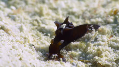 a cute orange and white red sea hare nudibranch measuring not more than 8mm, inspects the sandy ocean floor for something to nimble on