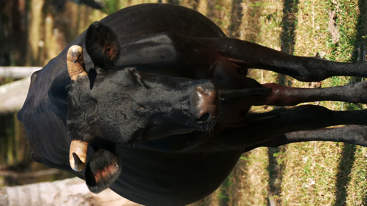 Grande mucca andalusa nera al pascolo di fronte alla telecamera, sbava.