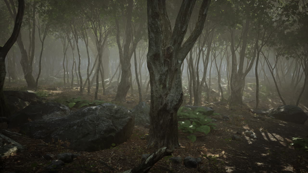 Sunrays in a forest on a hazy morning